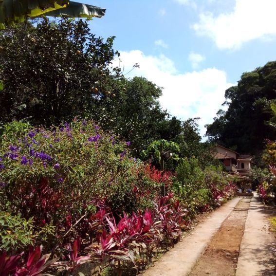 Jardim com caminho de pedras